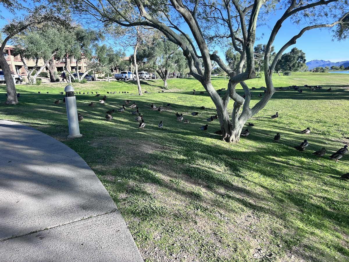 Mallard - ML646147303