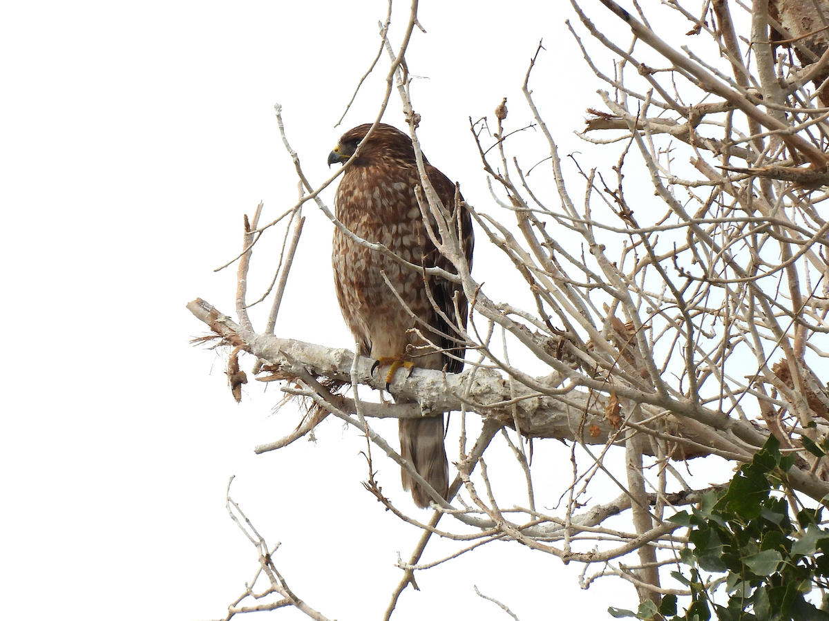 Red-shouldered Hawk - ML646147304