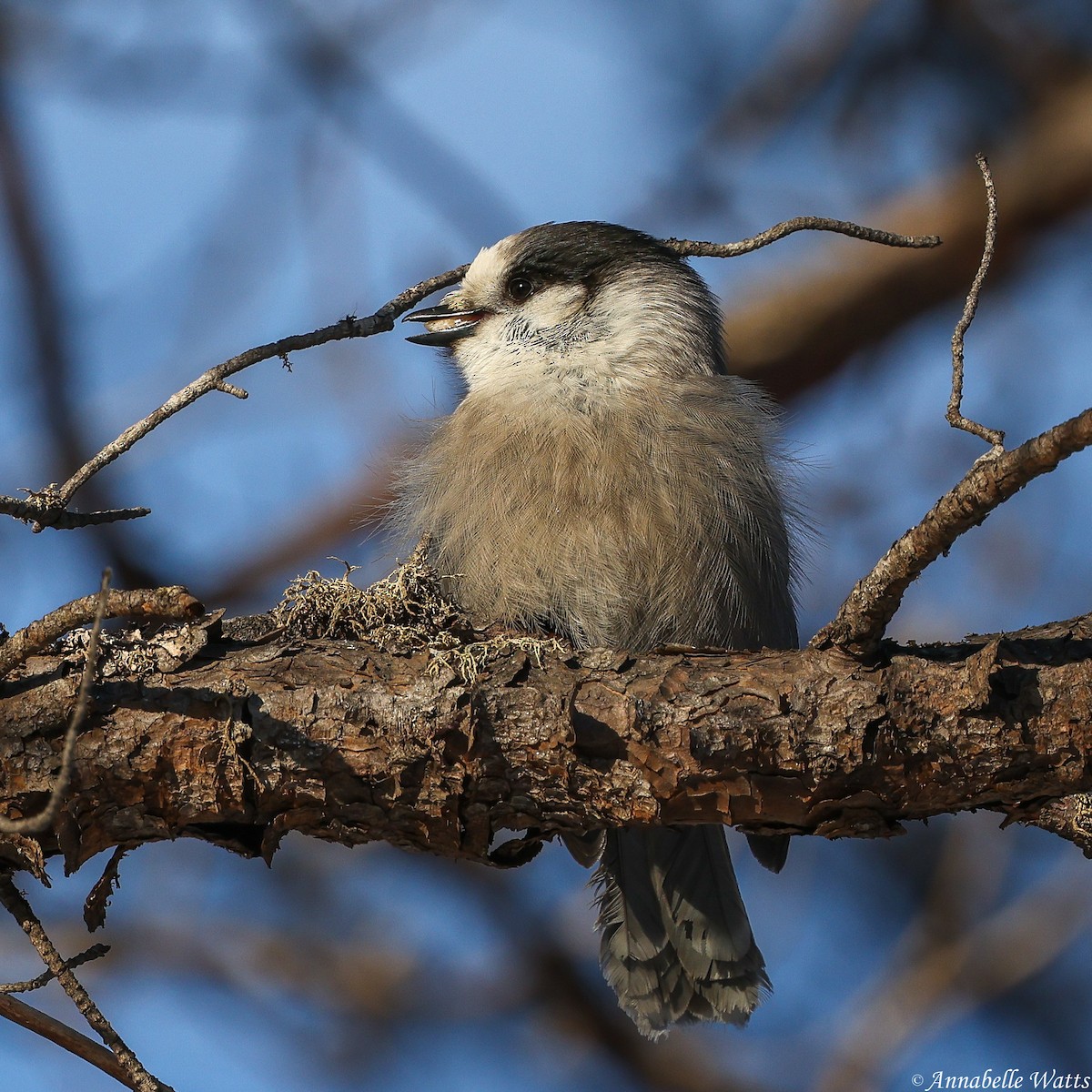 Canada Jay - ML646147305