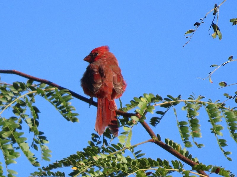 Northern Cardinal - ML646147306