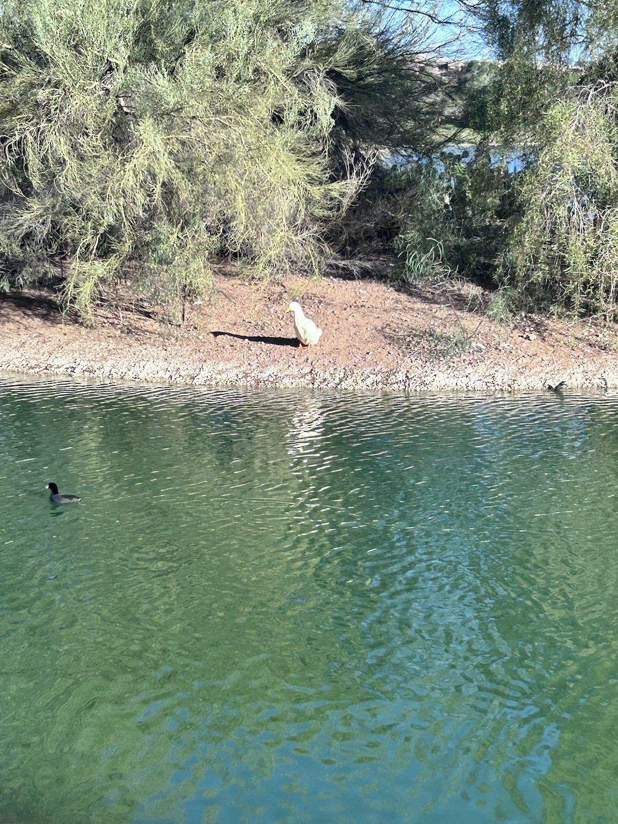 Mallard (Domestic type) - ML646147311