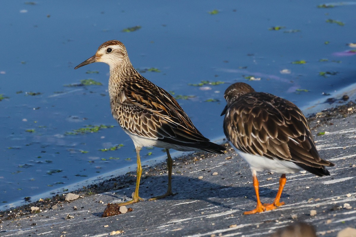 Sharp-tailed Sandpiper - ML646147312