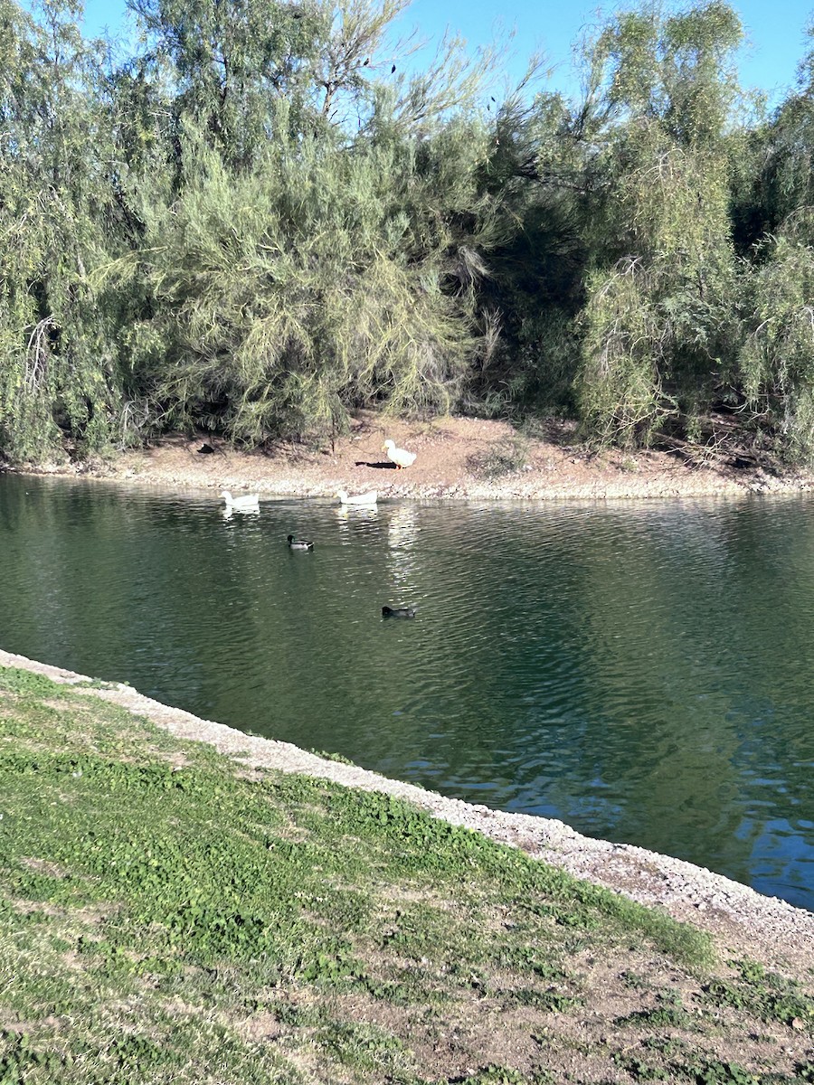 Mallard (Domestic type) - ML646147313