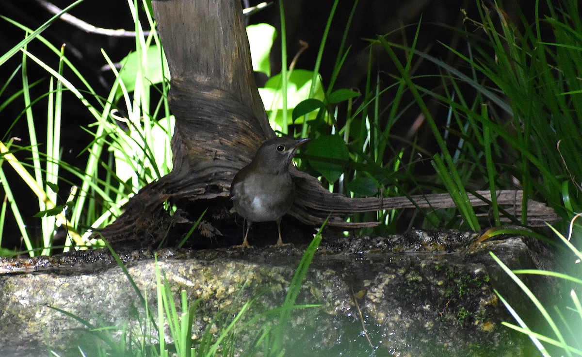 blektrost - ML646147319