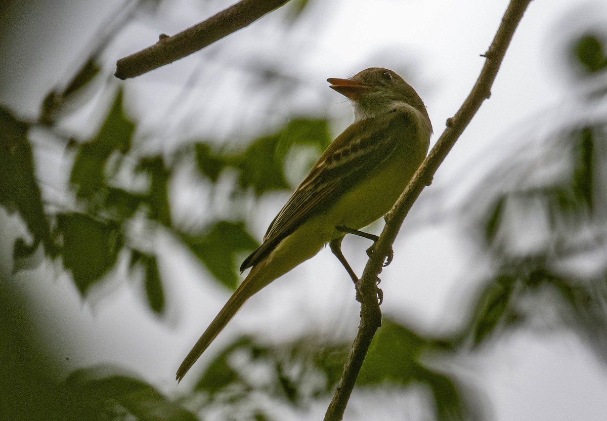 Sarı Karınlı Sinekkapan - ML646147320