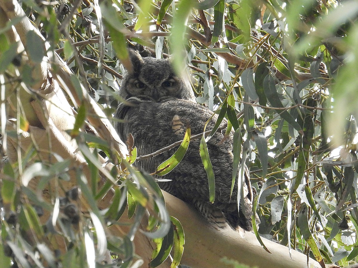 Great Horned Owl - ML646147324
