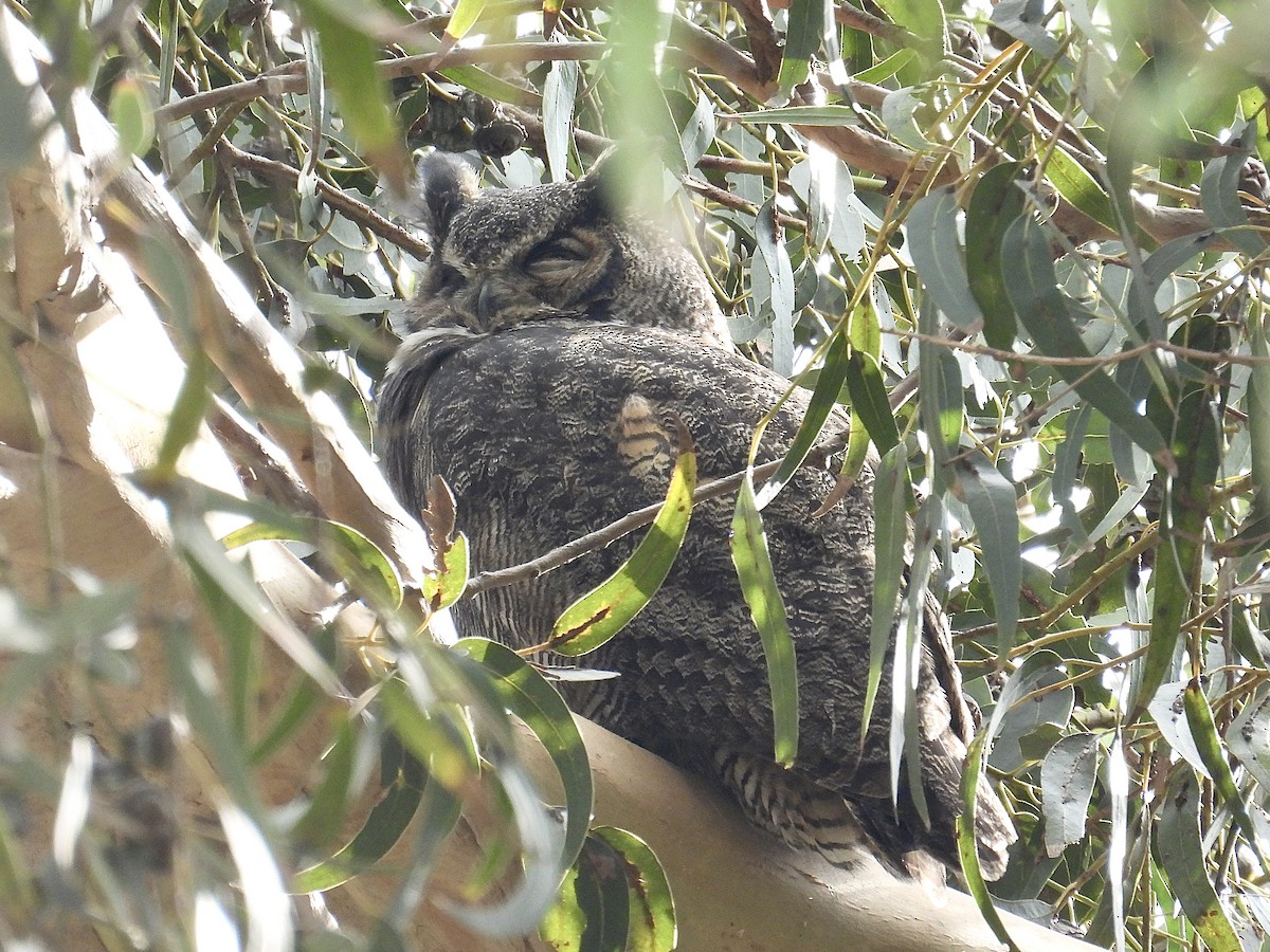 Great Horned Owl - ML646147325