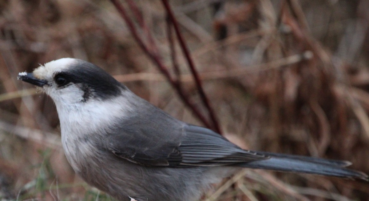 Canada Jay - ML646147326