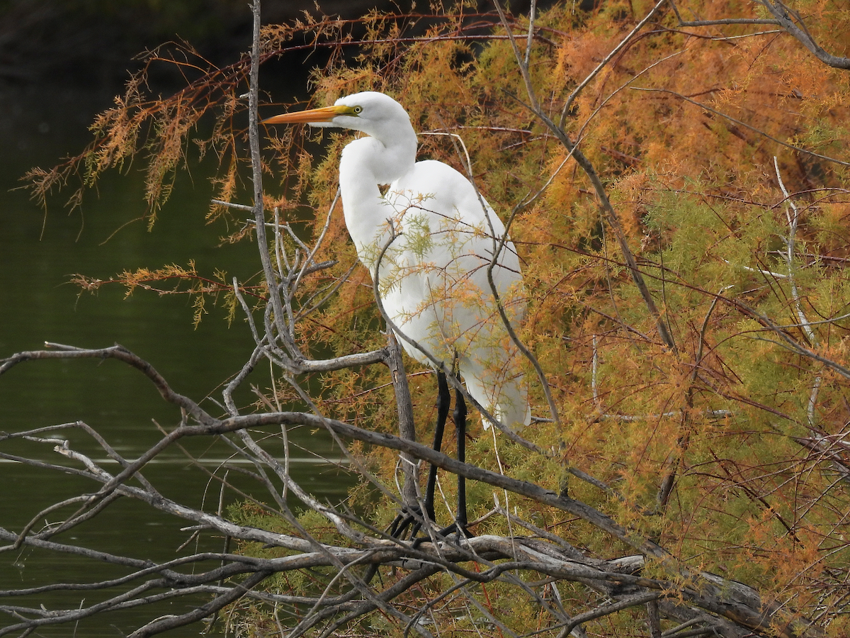 volavka bílá - ML646147329