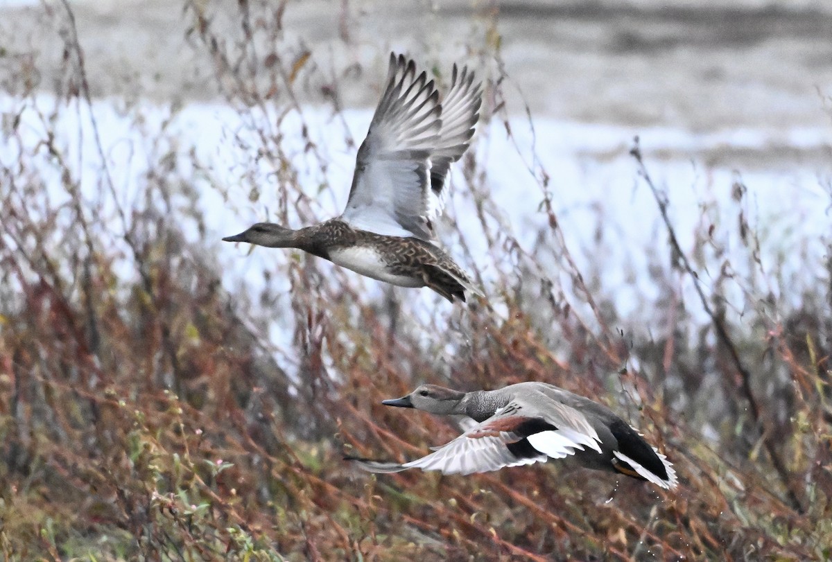 kopřivka obecná - ML646147330