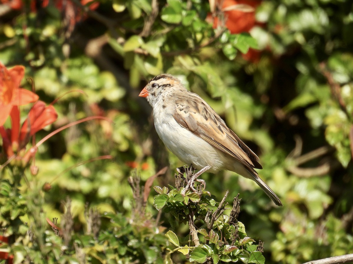 Pin-tailed Whydah - ML646147331