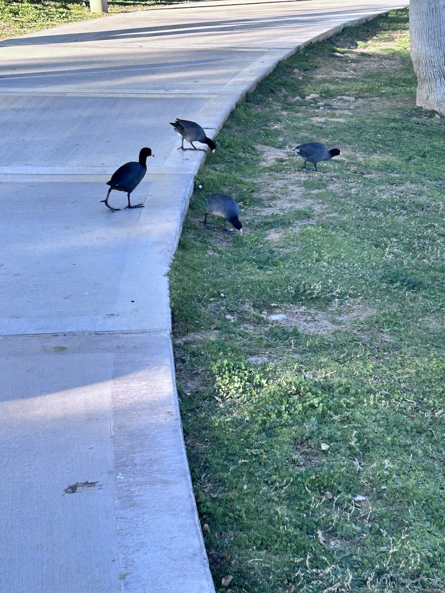 American Coot - ML646147332