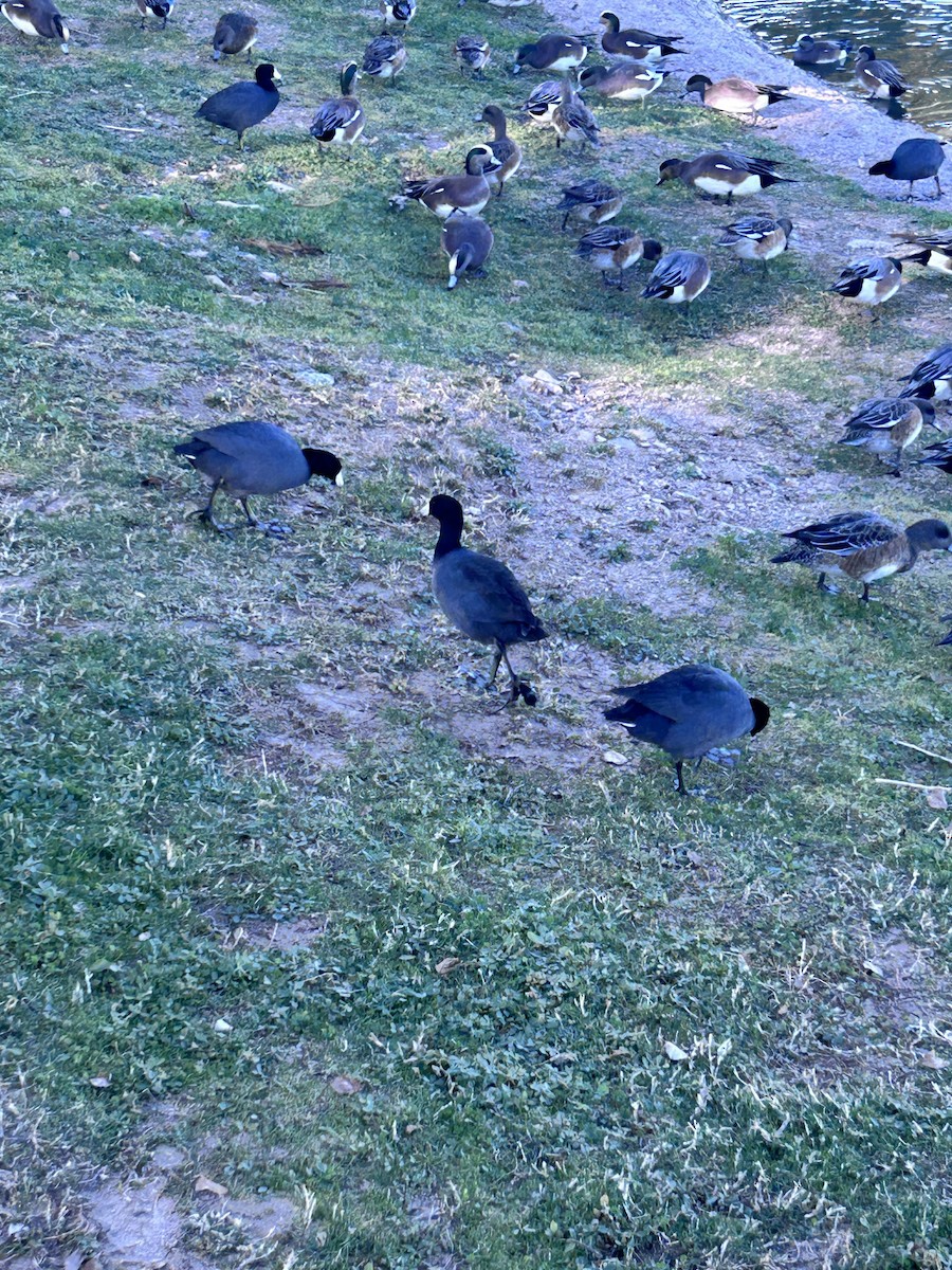 American Coot - ML646147333