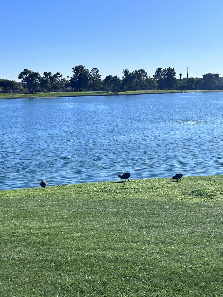 American Coot - ML646147334