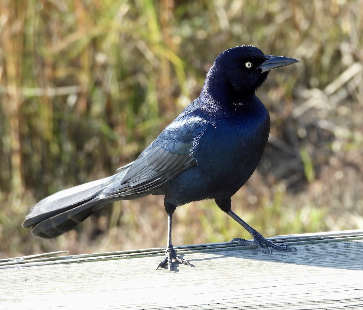 Boat-tailed Grackle - ML646147336