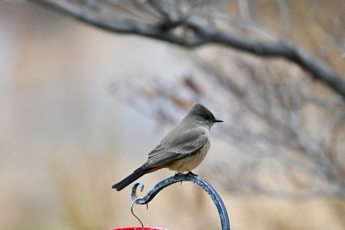 Say's Phoebe - ML646147337