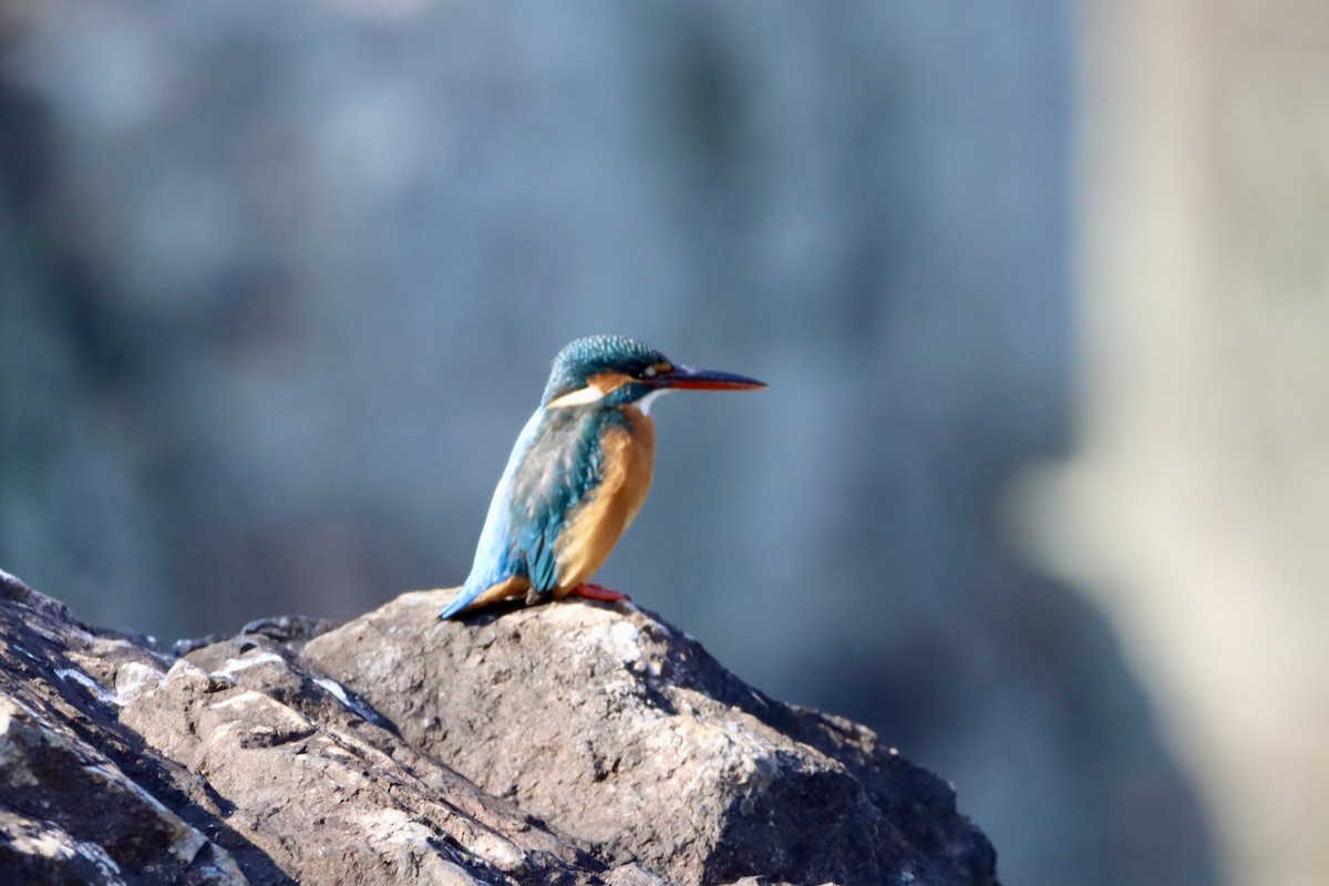 isfugl - ML646147342