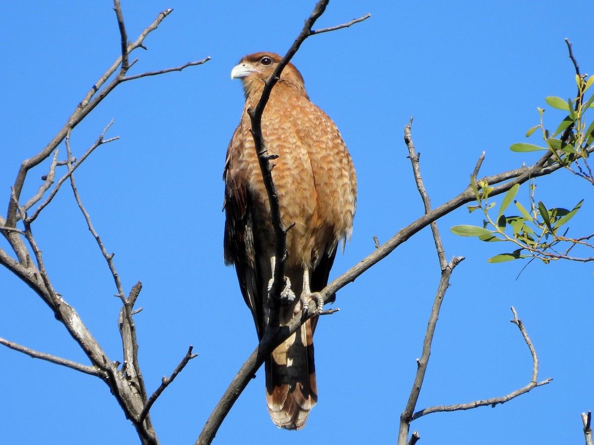 Chimango Caracara - ML646147343