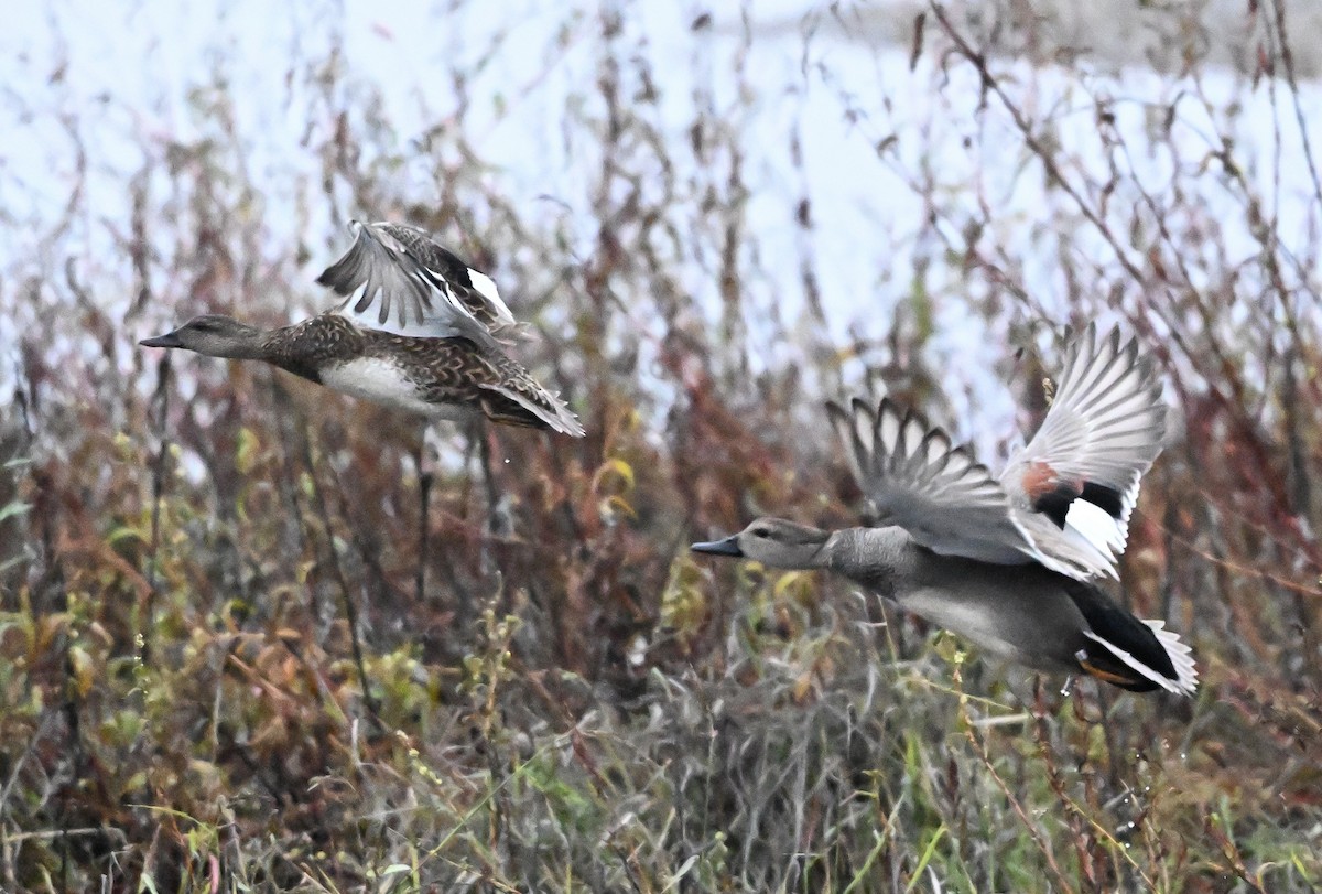 kopřivka obecná - ML646147350