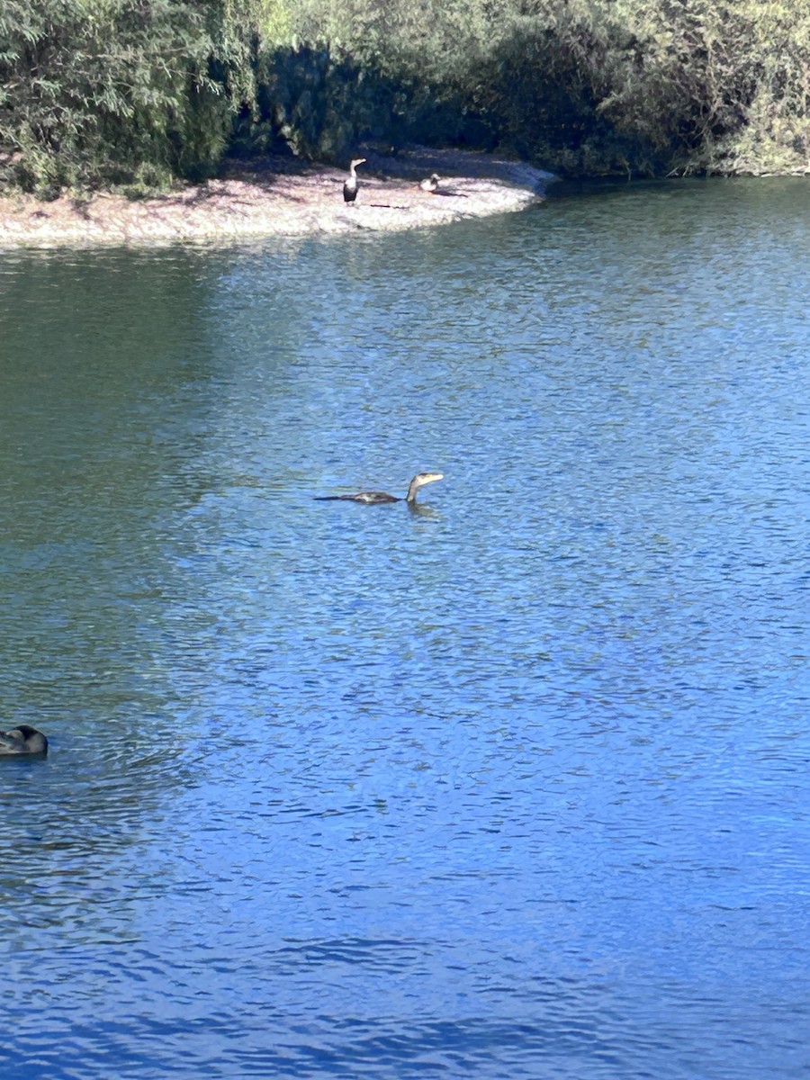 cormorant sp. - ML646147358