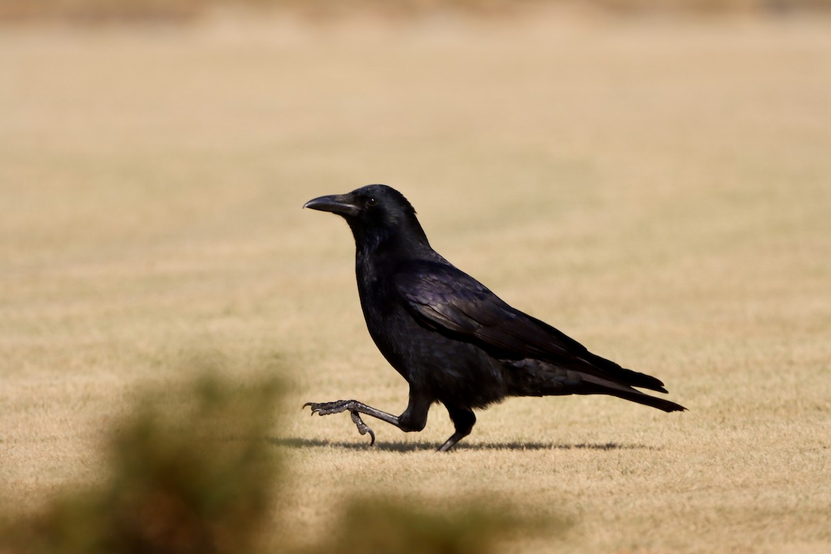 svartkråke - ML646147372