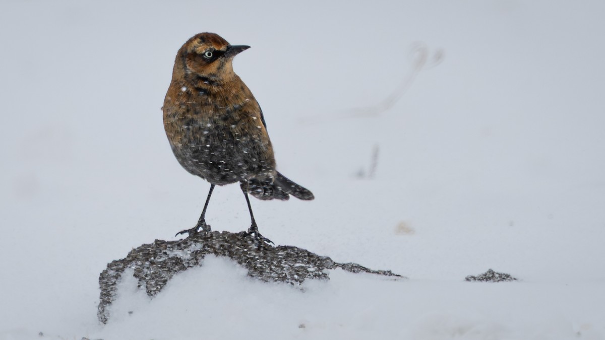 kanadatrupial - ML646147373