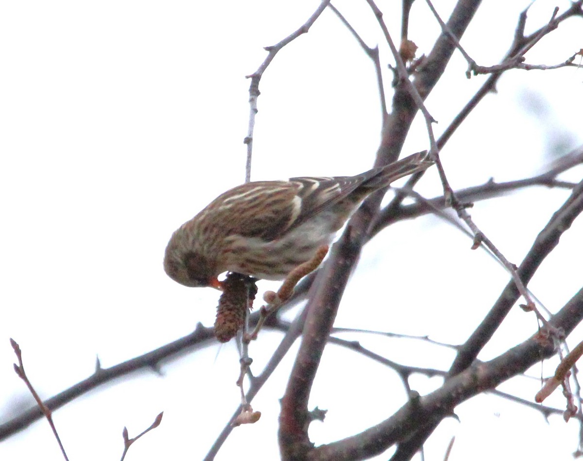 Redpoll - ML646147375