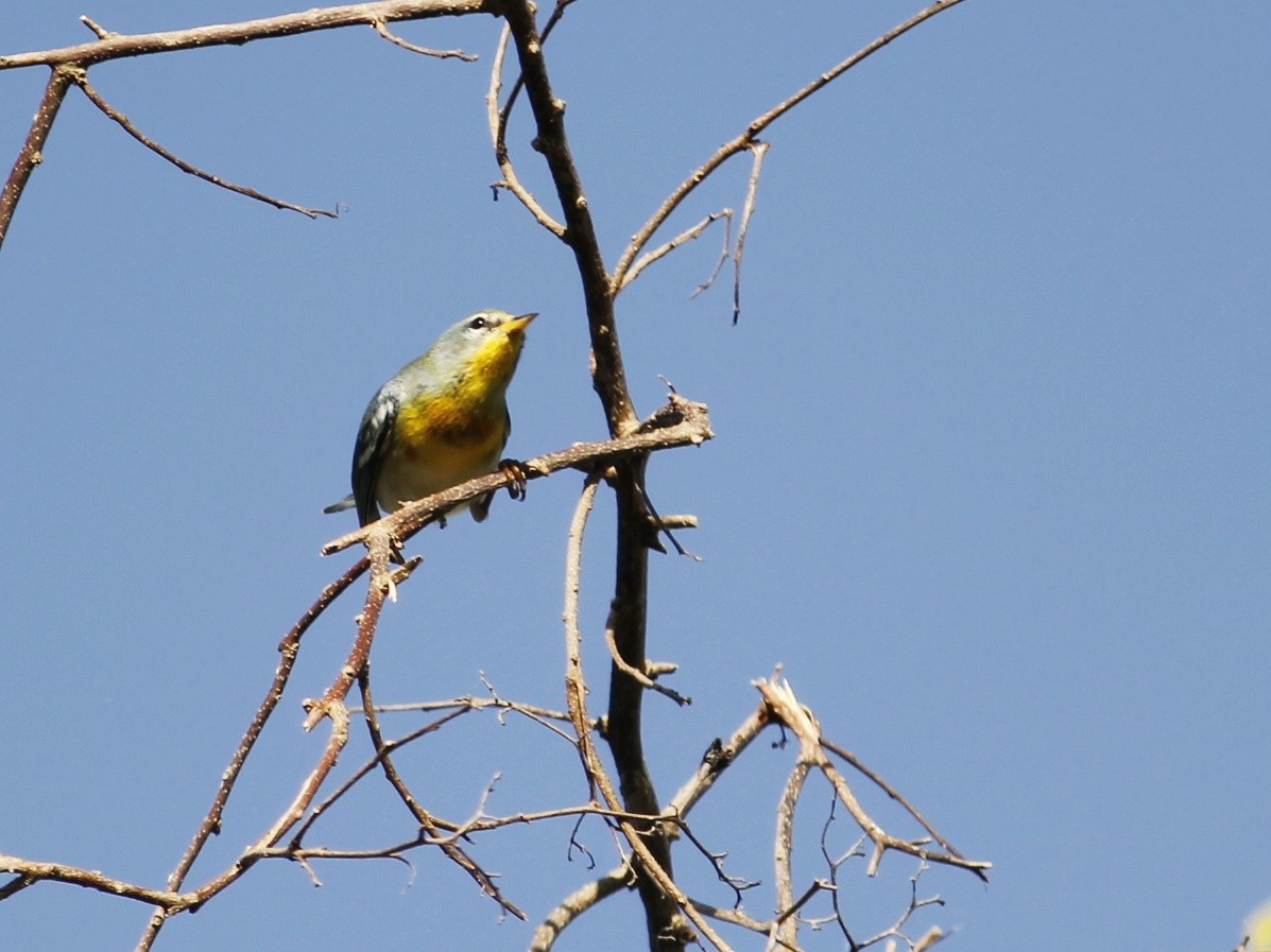 Northern Parula - ML646147377