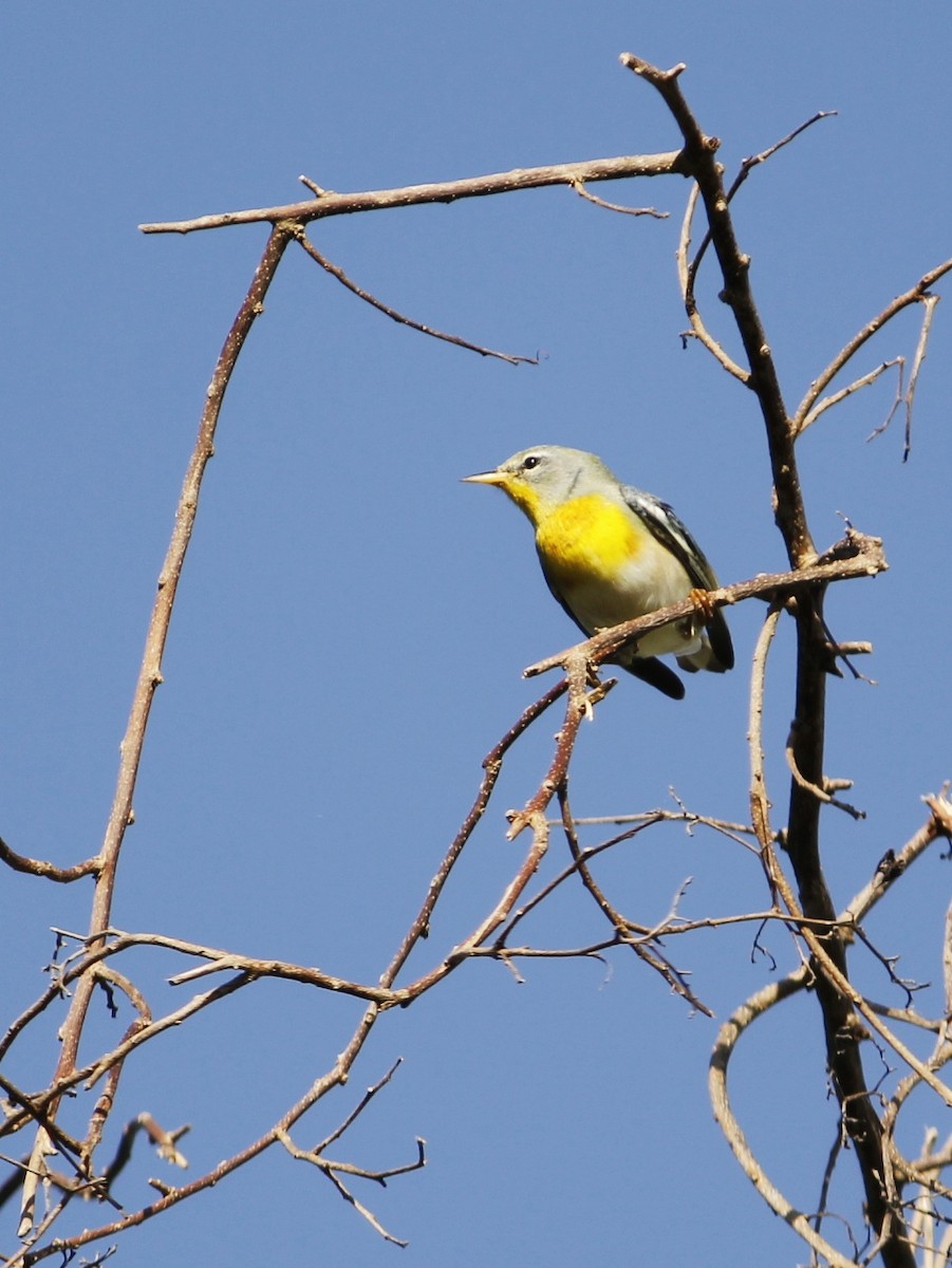 Northern Parula - ML646147378