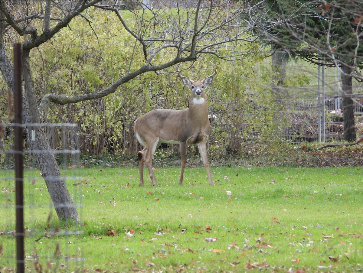 Animals - ML646147381