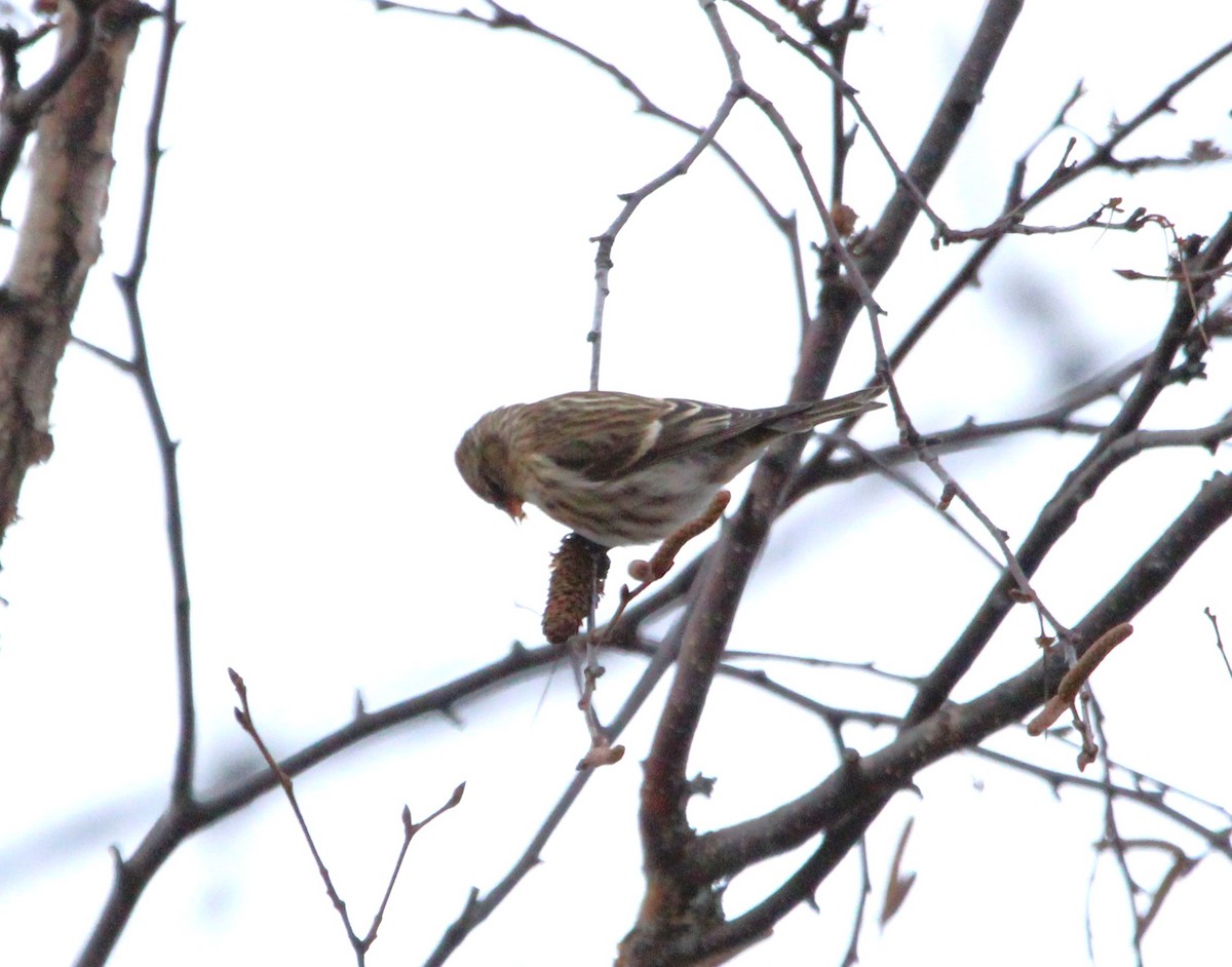 Redpoll - ML646147383