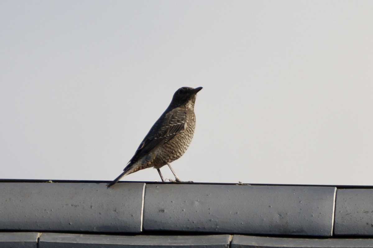 blåtrost - ML646147390