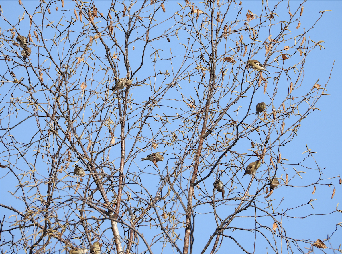 Pine Siskin - ML646147391