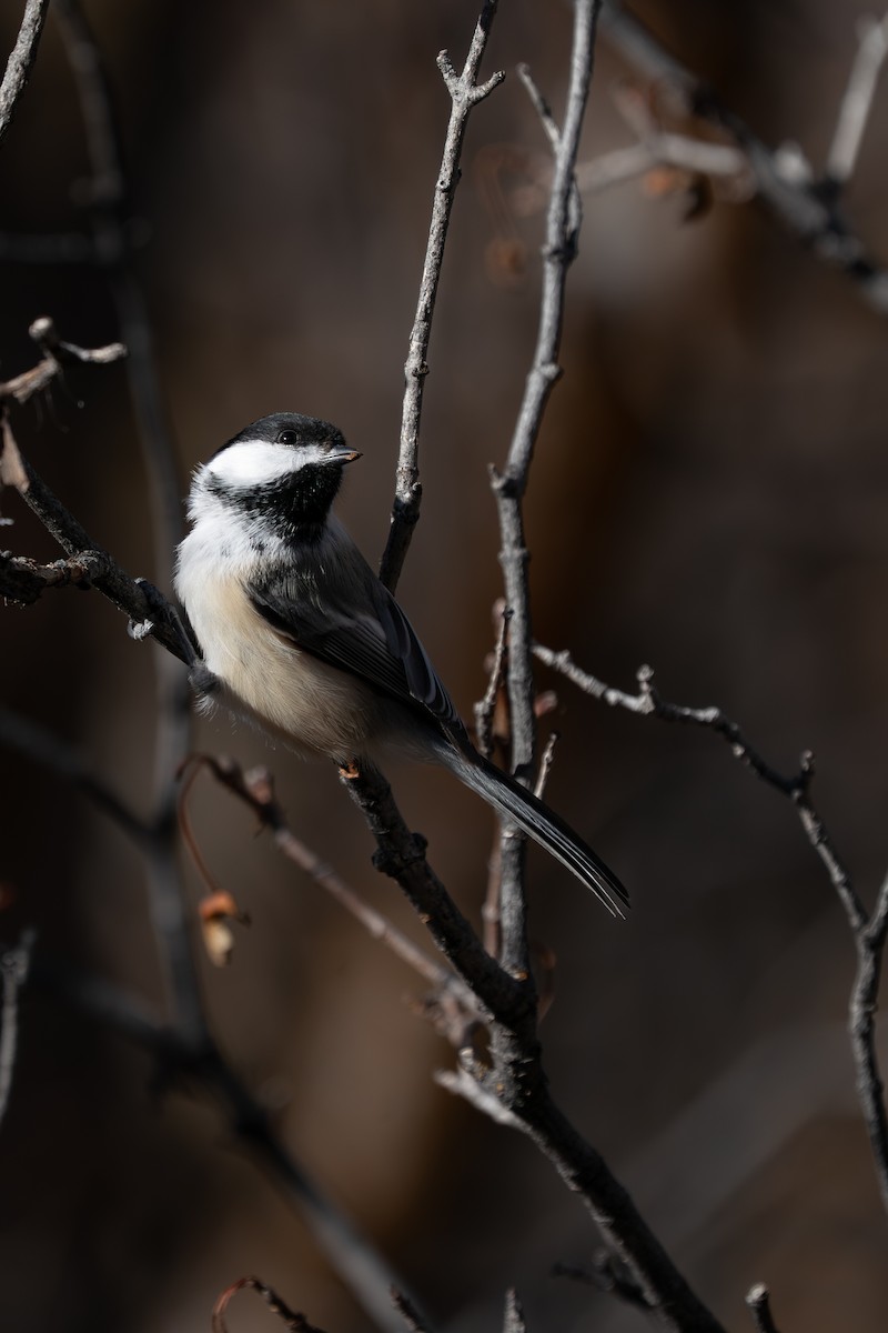 Black-capped Chickadee - ML646147393