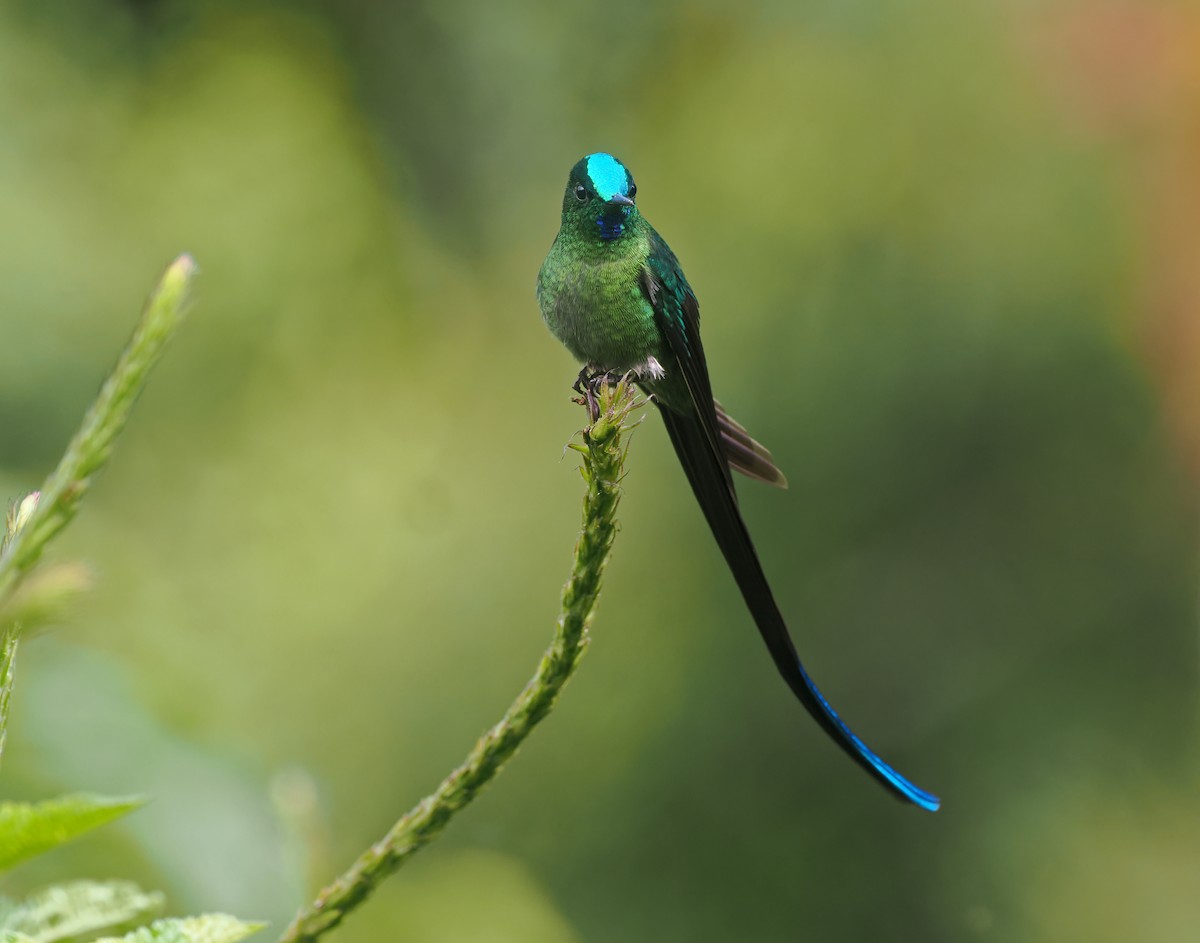 Long-tailed Sylph - ML646147402