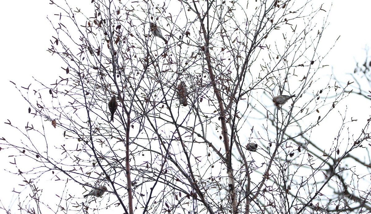 Redpoll - ML646147403