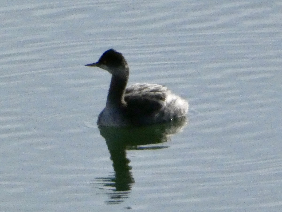 Eared Grebe - ML646147405