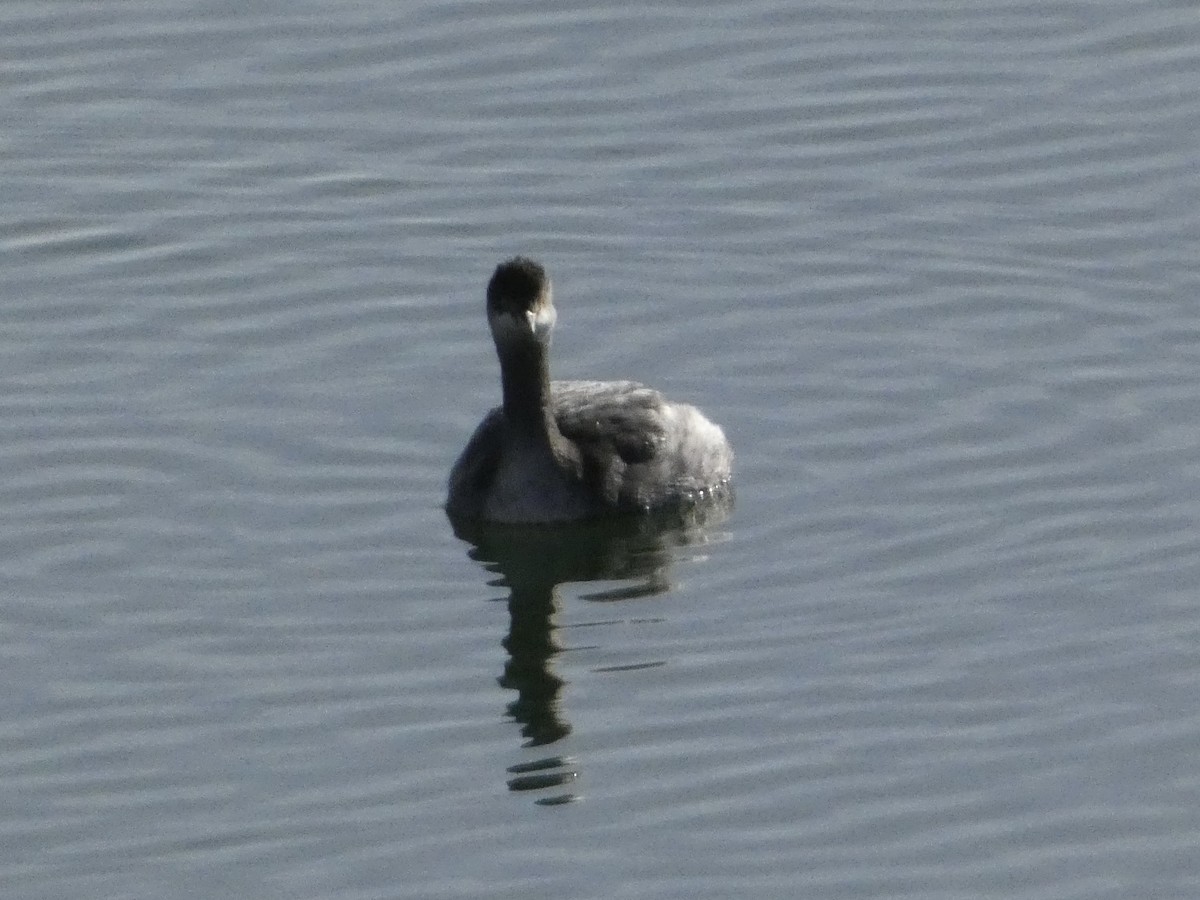 Eared Grebe - ML646147406