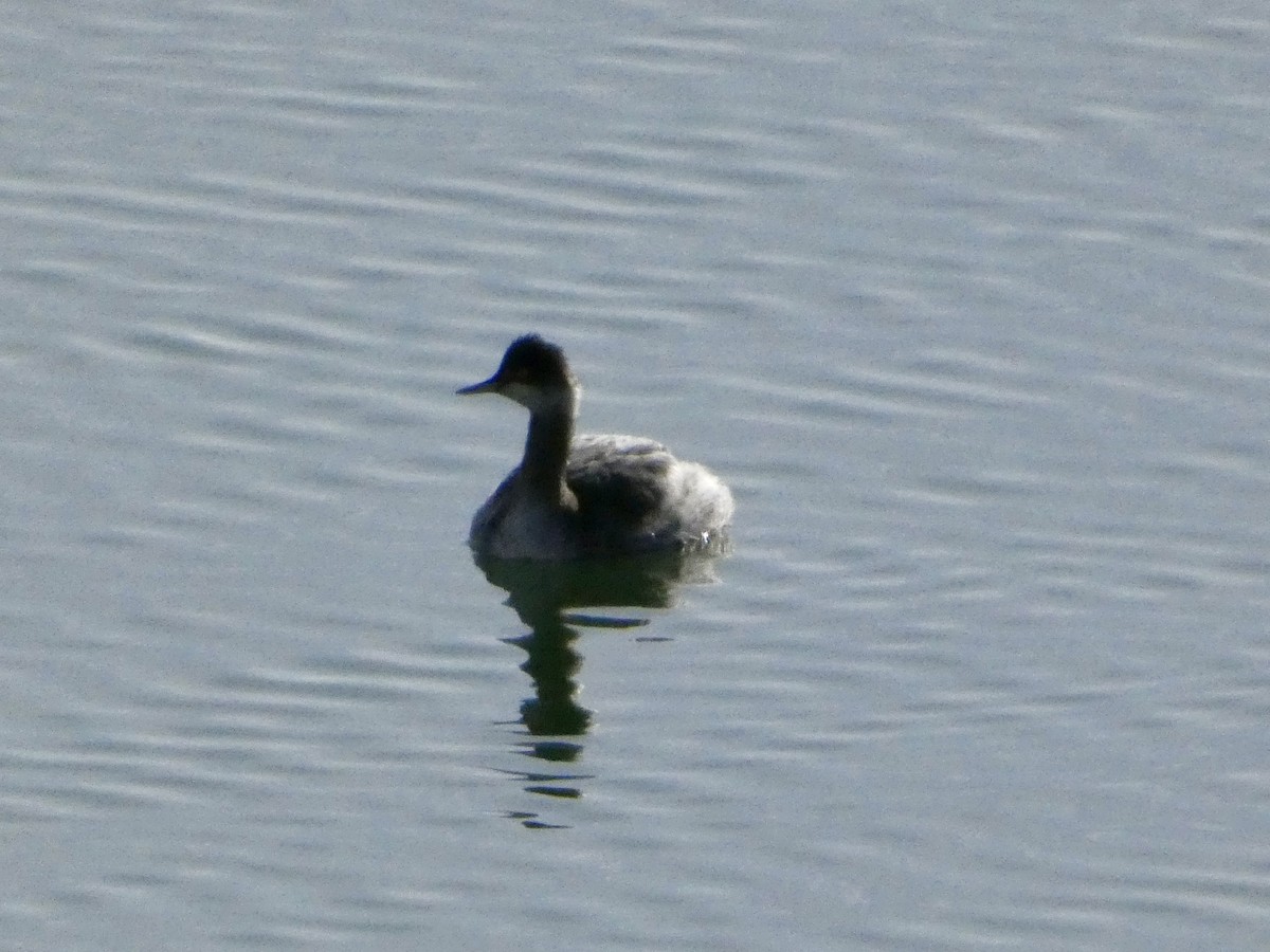 Eared Grebe - ML646147407