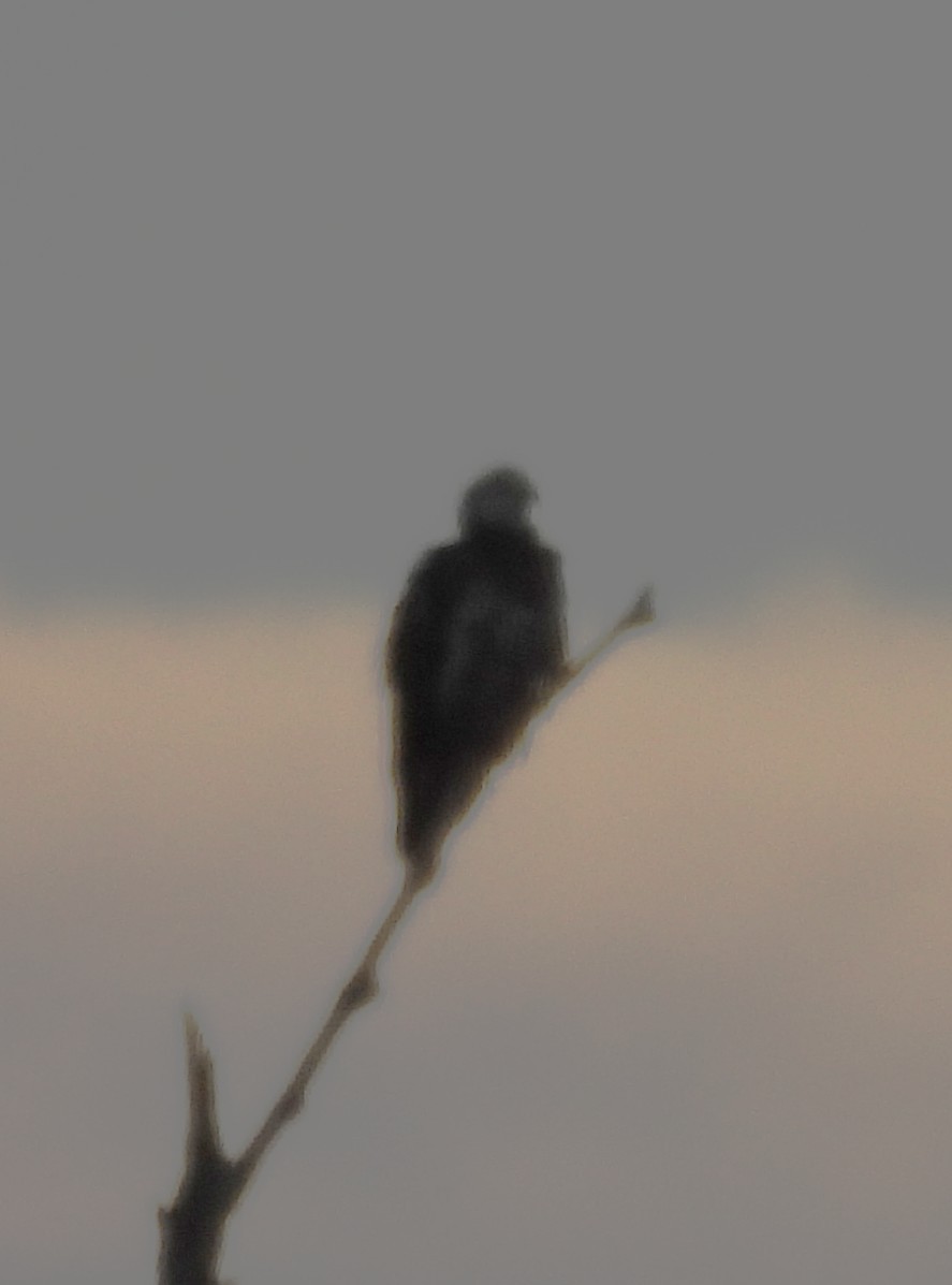 Bald Eagle - ML646147409