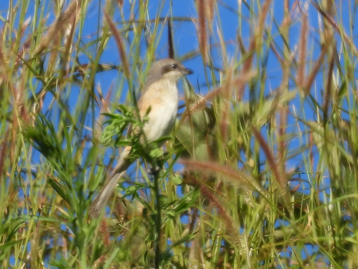 Gray-backed Shrike - ML646147421