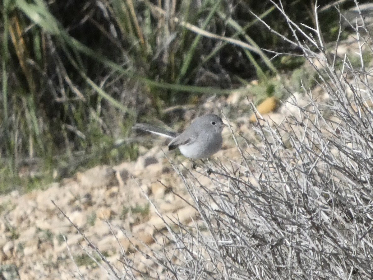 Blue-gray Gnatcatcher - ML646147423