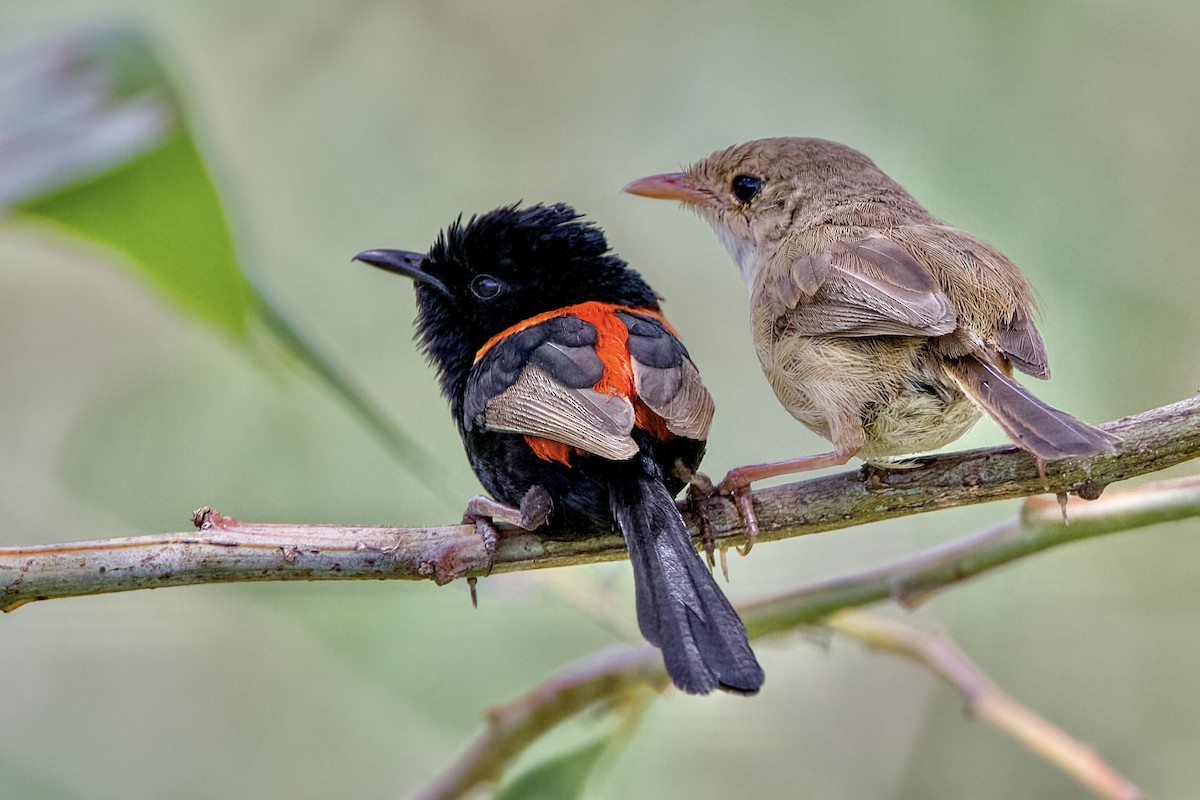 Red-backed Fairywren - ML646147424