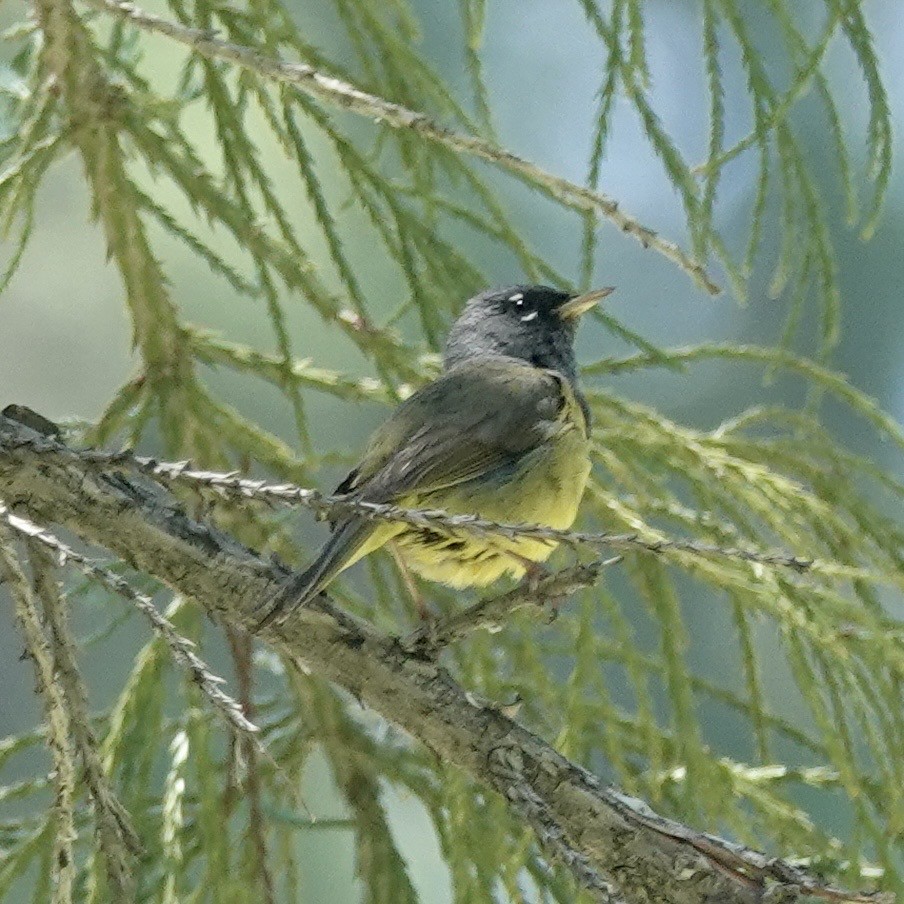 MacGillivray's Warbler - ML646147426