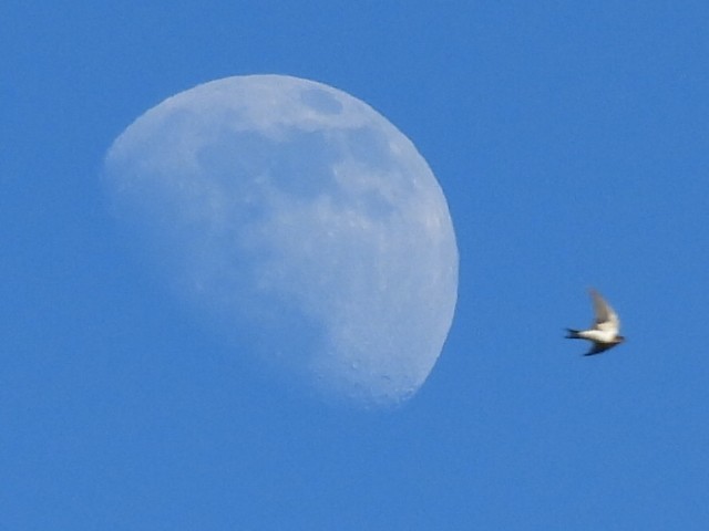 Ластівка сільська - ML646147427