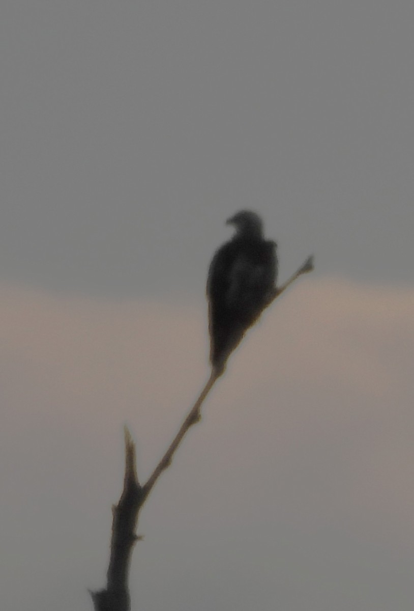 Bald Eagle - ML646147428