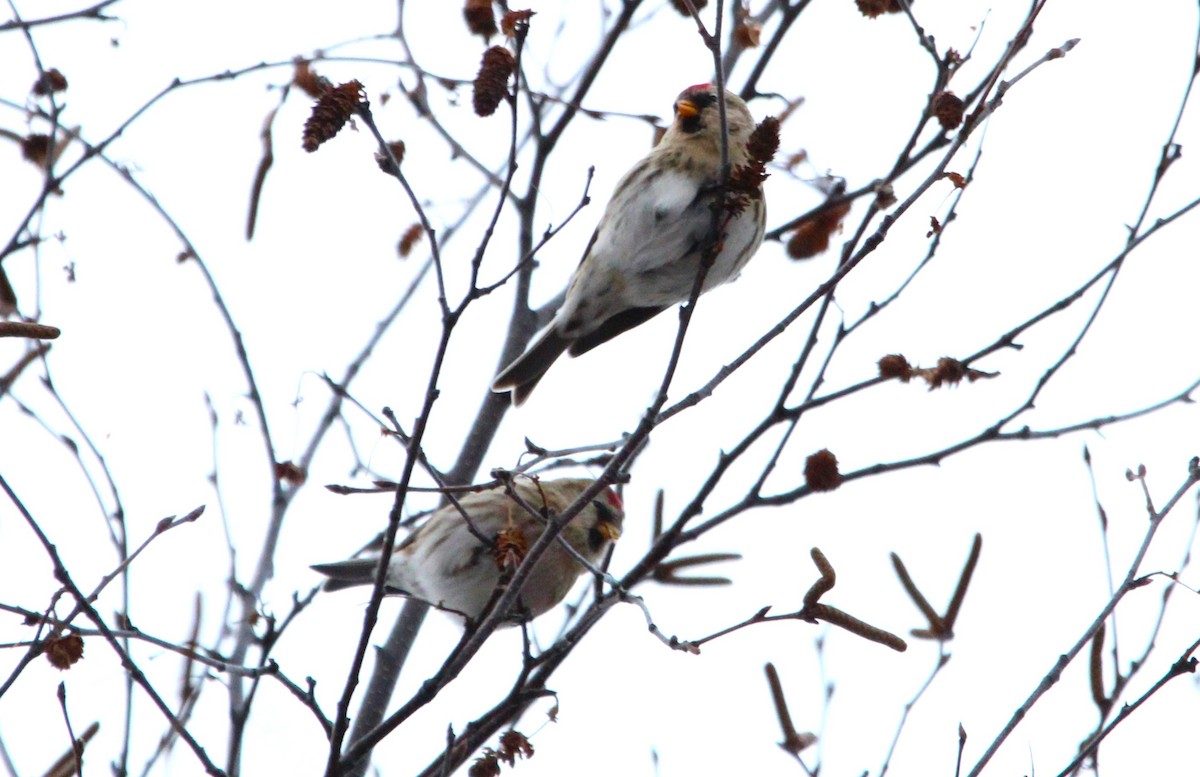 Redpoll - ML646147429