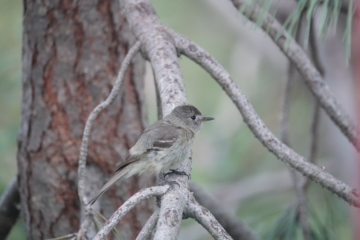 Dusky Flycatcher - ML646147430