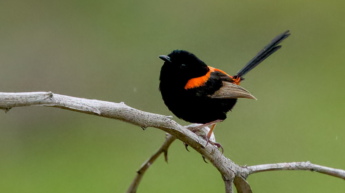 Red-backed Fairywren - ML646147432