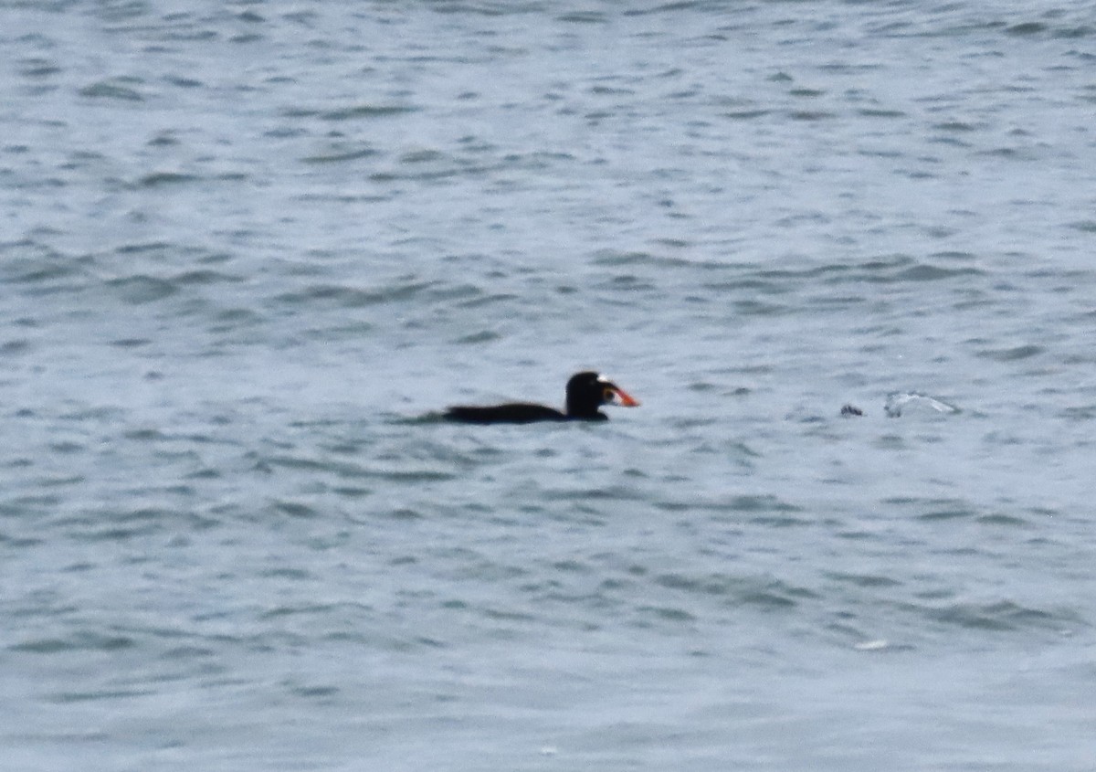 Surf Scoter - ML646147442